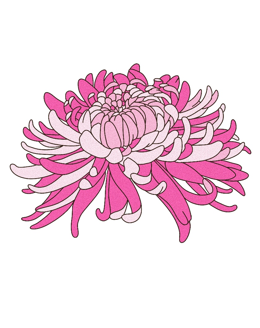 Chrysanthemum